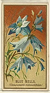 Bluebells (Campanula rotundifolia), from the Flowers series for Old Judge Cigarettes by Goodwin & Company|George S. Harris & Sons