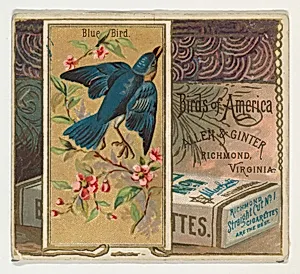 Bluebird, from the Birds of America series (N37) for Allen & Ginter Cigarettes by Allen & Ginter