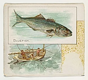Bluefish, from Fish from American Waters series (N39) for Allen & Ginter Cigarettes by Allen & Ginter|Lindner, Eddy & Claus
