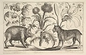Boar and Mastiff by Wenceslaus Hollar