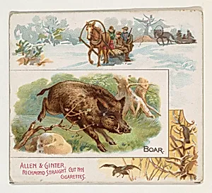 Boar, from Quadrupeds series (N41) for Allen & Ginter Cigarettes by Allen & Ginter|Lindner, Eddy & Claus