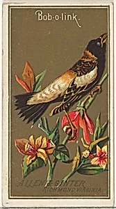 Bob-o-link, from the Birds of America series (N4) for Allen & Ginter Cigarettes Brands by Allen & Ginter