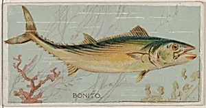Bonito, from the series Fishers and Fish (N74) for Duke brand cigarettes by W. Duke, Sons & Co.|Knapp & Company
