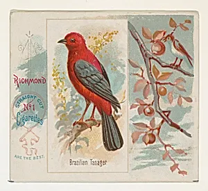 Brazilian Tanager, from the Song Birds of the World series (N42) for Allen & Ginter Cigarettes by Allen & Ginter|George S. Harris & Sons