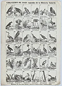 Broadside with images of 36 birds