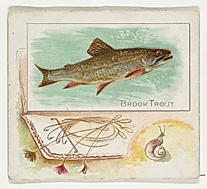 Brook Trout, from Fish from American Waters series (N39) for Allen & Ginter Cigarettes by Allen & Ginter|Lindner, Eddy & Claus