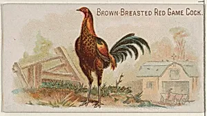 Brown-Breasted Red Game Cock, from the Prize and Game Chickens series (N20) for Allen & Ginter Cigarettes by Allen & Ginter|The Gast Lithograph & Engraving Company