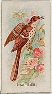 Brown Thrasher, from the Song Birds of the World series (N23) for Allen & Ginter Cigarettes by George S. Harris & Sons|Allen & Ginter