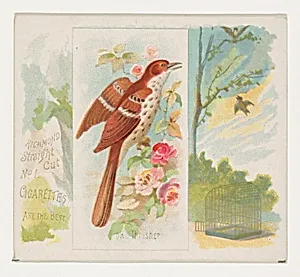 Brown Thrasher, from the Song Birds of the World series (N42) for Allen & Ginter Cigarettes by Allen & Ginter|George S. Harris & Sons