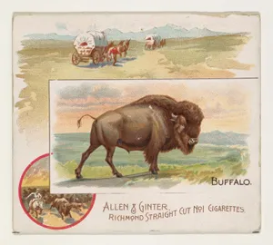 Buffalo, from Quadrupeds series (N41) for Allen & Ginter Cigarettes