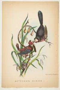 Butcher Birds, from The Comic Natural History of the Human Race