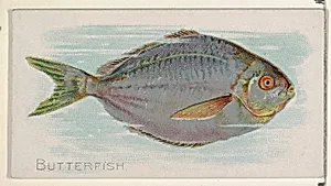 Butterfish, from the Fish from American Waters series (N8) for Allen & Ginter Cigarettes Brands by Allen & Ginter|Lindner, Eddy & Claus