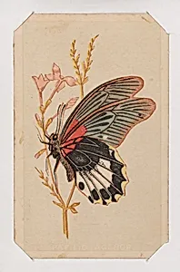 Butterfly card from the Butterflies and Moths of America series by Louis Prang & Co.