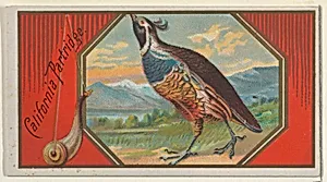 California Partridge, from the Game Birds series (N13) for Allen & Ginter Cigarettes Brands by Allen & Ginter|George S. Harris & Sons