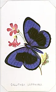 Callithea Sapphira from The Butterflies and Moths of America Part 1 by Louis Prang & Co.