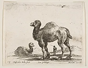 Camels, plate 17 from "Various Animals" (Diversi Animali) by Stefano della Bella|Pierre Mariette