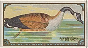 Canada Goose, from the Game Birds series (N13) for Allen & Ginter Cigarettes Brands by Allen & Ginter|George S. Harris & Sons