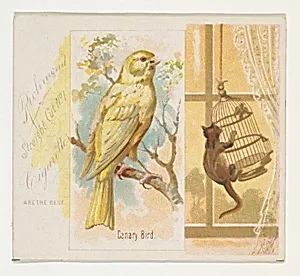 Canary Bird, from the Song Birds of the World series (N42) for Allen & Ginter Cigarettes by Allen & Ginter|George S. Harris & Sons