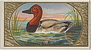 Canvas-Back Duck, from the Game Birds series (N13) for Allen & Ginter Cigarettes Brands by Allen & Ginter|George S. Harris & Sons