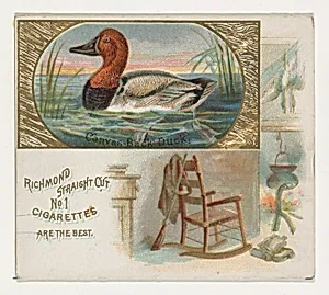 Canvas-Back Duck, from the Game Birds series (N40) for Allen & Ginter Cigarettes by Allen & Ginter