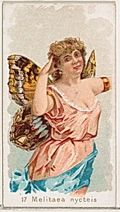 Card 17, Melitaea Nycteis, from the Butterflies series (N183) issued by Wm. S. Kimball & Co. by Julius Bien|William S. Kimball & Company