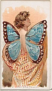 Card 2, Morpho Teucer, from the Butterflies series (N183) issued by Wm. S. Kimball & Co. by William S. Kimball & Company|Julius Bien