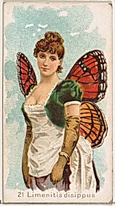Card 21, Limenitis Disippus, from the Butterflies series (N183) issued by Wm. S. Kimball & Co. by William S. Kimball & Company|Julius Bien