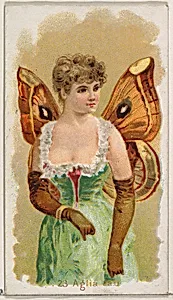 Card 23, Aglia Tau, from the Butterflies series (N183) issued by Wm. S. Kimball & Co. by Julius Bien|William S. Kimball & Company