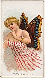 Card 28, Terias Lisa, from the Butterflies series (N183) issued by Wm. S. Kimball & Co. by Julius Bien|William S. Kimball & Company