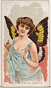 Card 29, Heliconia Cydno, from the Butterflies series (N183) issued by Wm. S. Kimball & Co. by Julius Bien|William S. Kimball & Company
