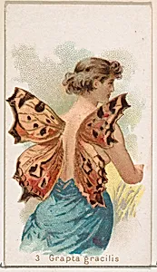 Card 3, Grapta Gracilis, from the Butterflies series (N183) issued by Wm. S. Kimball & Co. by Julius Bien|William S. Kimball & Company