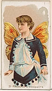 Card 31, Rhodocera Cleopatra, from the Butterflies series (N183) issued by Wm. S. Kimball & Co. by William S. Kimball & Company|Julius Bien