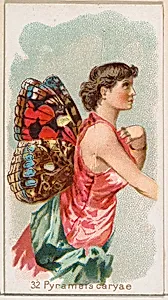 Card 32, Pyrameis Caryae, from the Butterflies series (N183) issued by Wm. S. Kimball & Co. by William S. Kimball & Company|Julius Bien