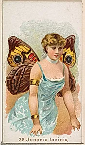 Card 36, Junonia Lavinia, from the Butterflies series (N183) issued by Wm. S. Kimball & Co. by Julius Bien|William S. Kimball & Company