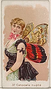 Card 37, Catocala Nupta, from the Butterflies series (N183) issued by Wm. S. Kimball & Co. by Julius Bien|William S. Kimball & Company