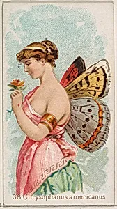 Card 38, Chysophanus Americanus, from the Butterflies series (N183) issued by Wm. S. Kimball & Co. by William S. Kimball & Company|Julius Bien