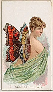 Card 4, Vanessa Milberti, from the Butterflies series (N183) issued by Wm. S. Kimball & Co. by William S. Kimball & Company|Julius Bien