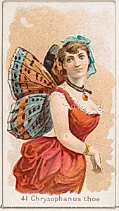 Card 41, Chrysophanus Thoe, from the Butterflies series (N183) issued by Wm. S. Kimball & Co. by William S. Kimball & Company|Julius Bien