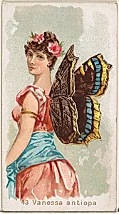 Card 43, Vanessa Antiopa, from the Butterflies series (N183) issued by Wm. S. Kimball & Co. by William S. Kimball & Company|Julius Bien