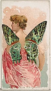Card 45, Urania Rhipheus, from the Butterflies series (N183) issued by Wm. S. Kimball & Co. by William S. Kimball & Company|Julius Bien