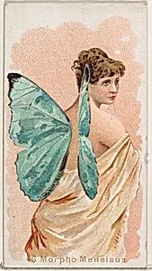 Card 46, Morpho Menelaus, from the Butterflies series (N183) issued by Wm. S. Kimball & Co. by William S. Kimball & Company|Julius Bien