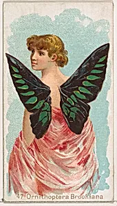 Card 47, Ornithoptera Brookiana, from the Butterflies series (N183) issued by Wm. S. Kimball & Co. by William S. Kimball & Company|Julius Bien