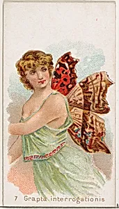 Card 7, Grapta Interrogationis, from the Butterflies series (N183) issued by Wm. S. Kimball & Co. by Julius Bien|William S. Kimball & Company