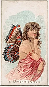 Card 8, Limenitis Ursula, from the Butterflies series (N183) issued by Wm. S. Kimball & Co. by William S. Kimball & Company|Julius Bien