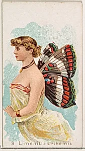 Card 9, Limenitis Arthemis, from the Butterflies series (N183) issued by Wm. S. Kimball & Co. by William S. Kimball & Company|Julius Bien