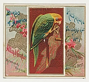 Carolina Parrot, from the Birds of America series (N37) for Allen & Ginter Cigarettes by Allen & Ginter