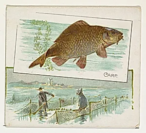 Carp, from Fish from American Waters series (N39) for Allen & Ginter Cigarettes by Allen & Ginter|Lindner, Eddy & Claus