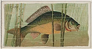Carp, from the series Fishers and Fish (N74) for Duke brand cigarettes by W. Duke, Sons & Co.|Knapp & Company