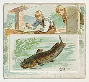 Catfish, from Fish from American Waters series (N39) for Allen & Ginter Cigarettes by Allen & Ginter|Lindner, Eddy & Claus