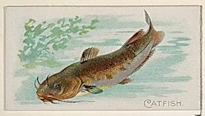 Catfish, from the Fish from American Waters series (N8) for Allen & Ginter Cigarettes Brands by Allen & Ginter|Lindner, Eddy & Claus